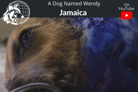 Jamaica Ep. 3 | A dog named Wendy