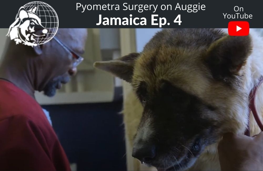 Pyometra surgery on Auggie | Jamaica Ep. 4 | Dr. Cliff Worldwide Vet