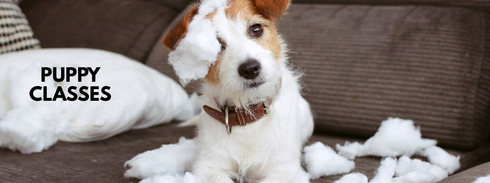 Puppy Classes | Wellington Vet Hospital